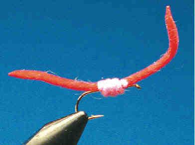 San Juan Worm