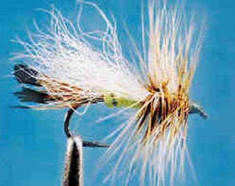 Brown Hackle Peacock - 14 | Jackson Hole Fly Company