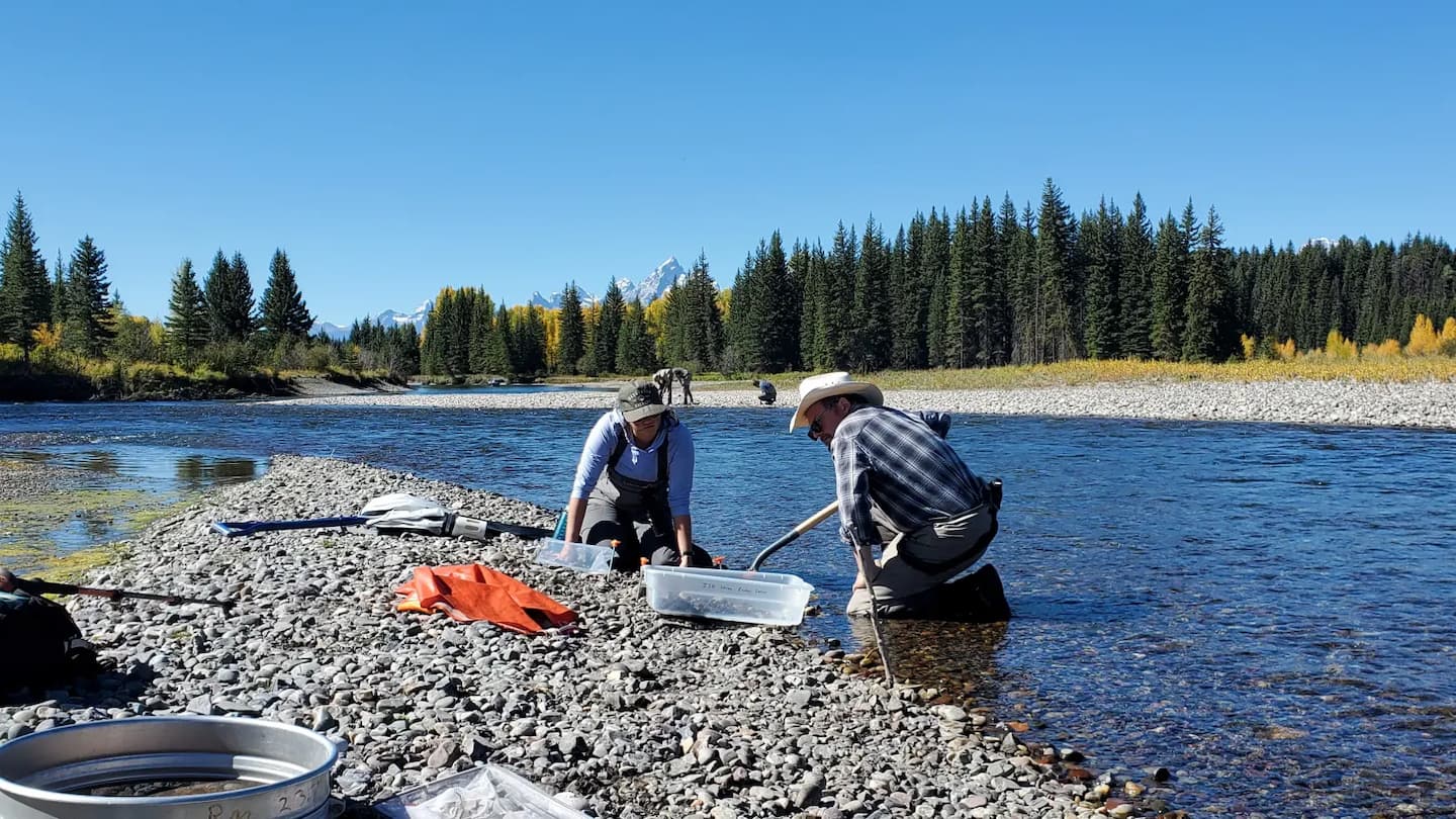 Investigating the Effect of Novel Lake Trout Suppression Techniques on the Food Web in Yellowstone Lake (WY)