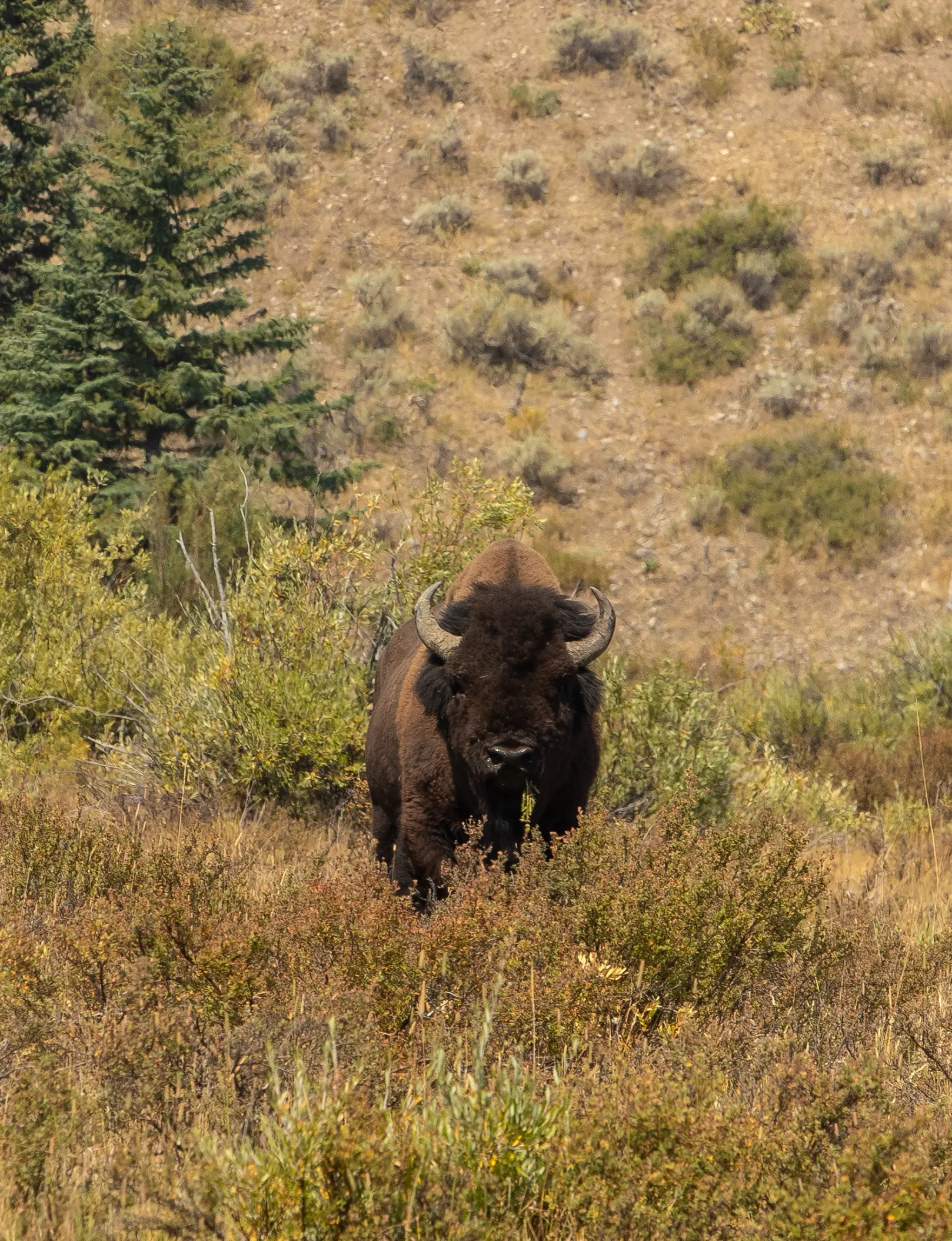 fly-fishing-event-sponsors-jacksonhole